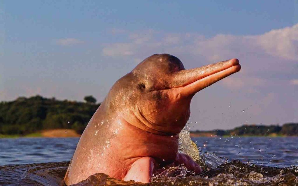 Animais da amazônia- Boto-Cor-de-Rosa (Inia geoffrensis)