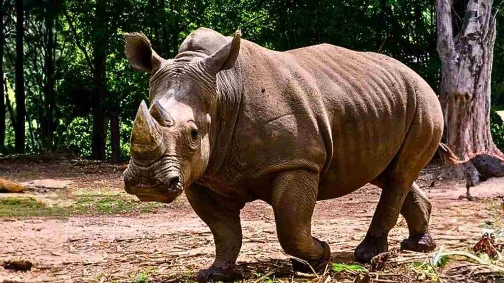 animais em extinção (2)