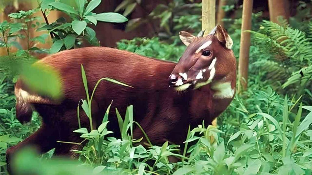 animais em extinção (3)