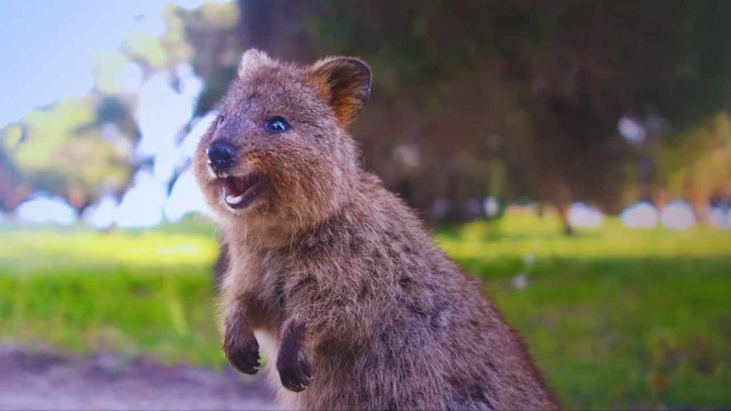animais fofos Quokka