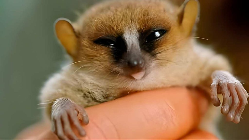 animais fofos Feneco