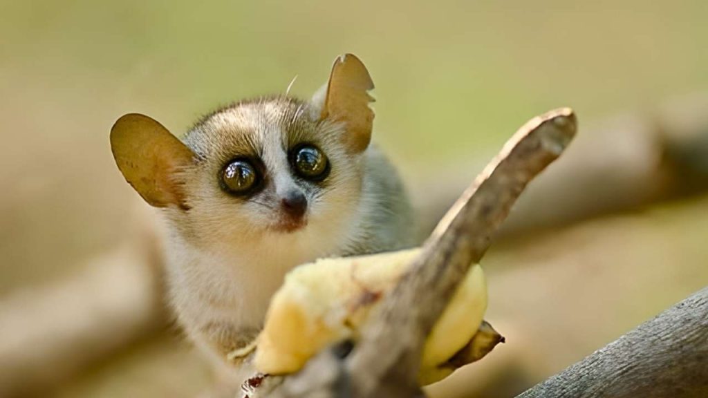 animais fofos Feneco