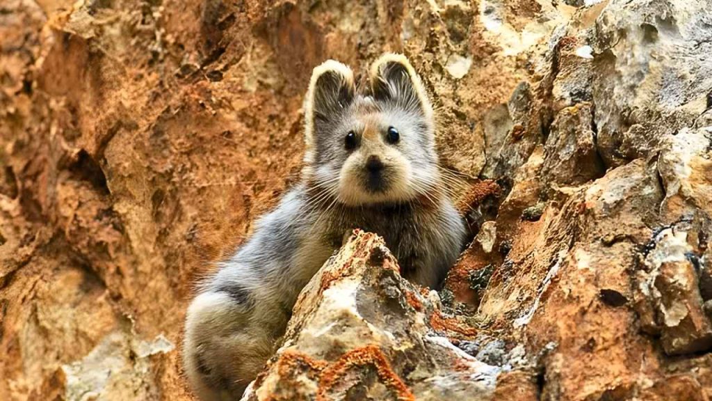 animais fofos Pika-de-Ili