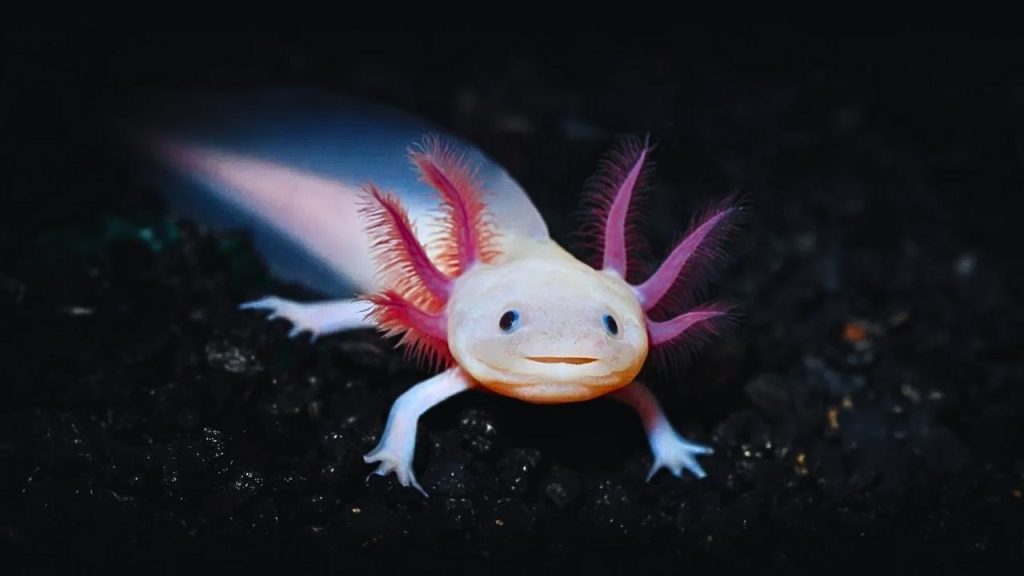 animais fofos Axolote