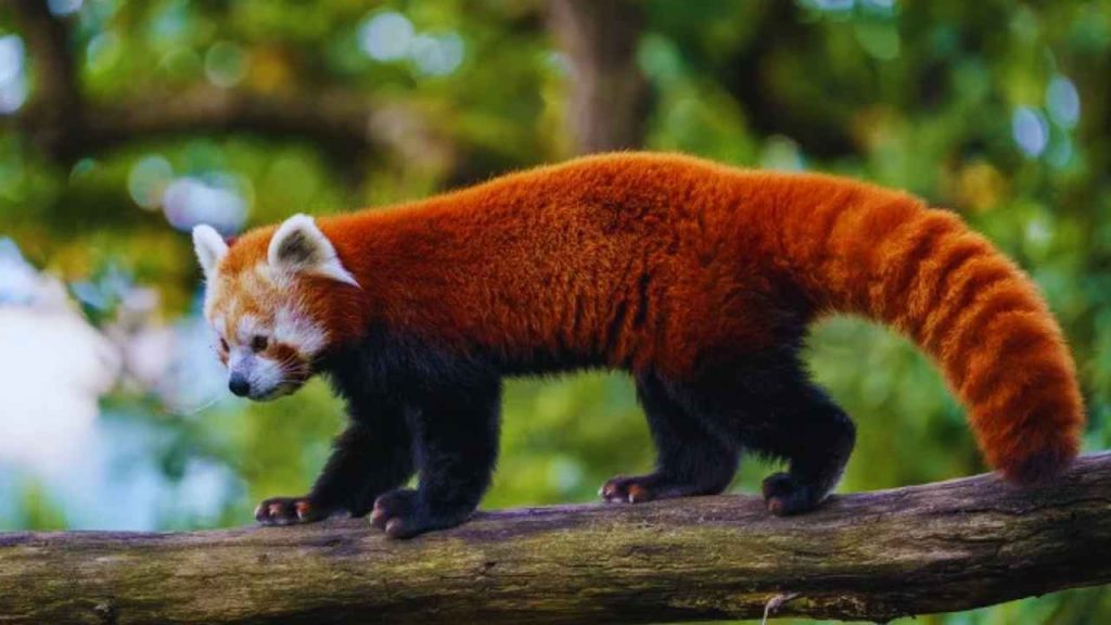 animais fofos Panda-Vermelho