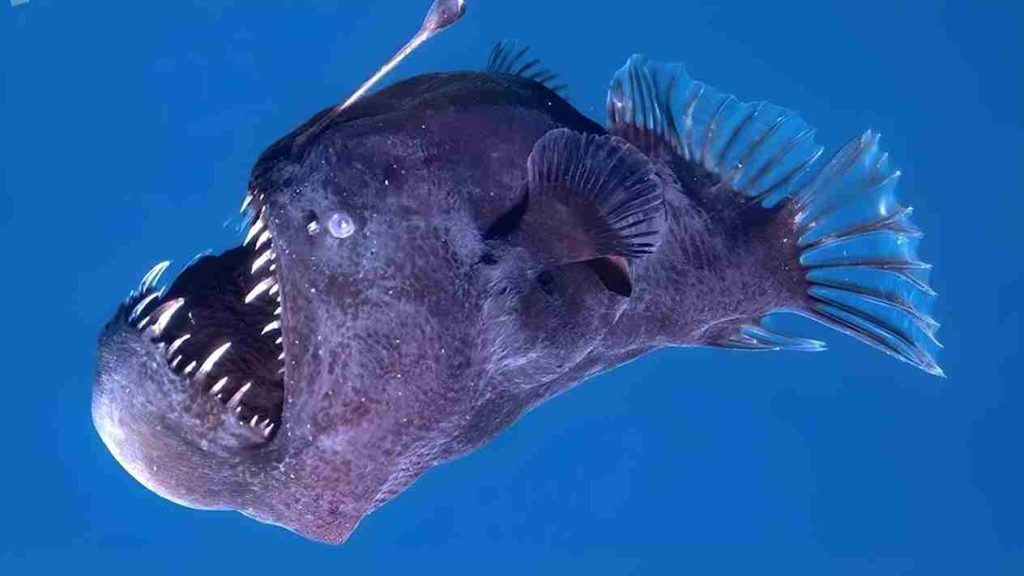 animais marinhos Peixe Diabo Negro