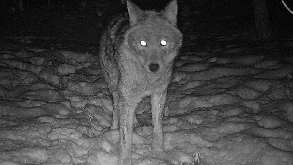 animais noturnos (1)