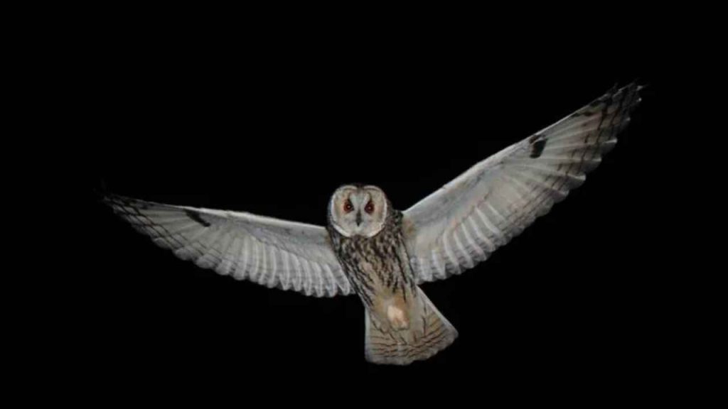 animais noturnos (2)