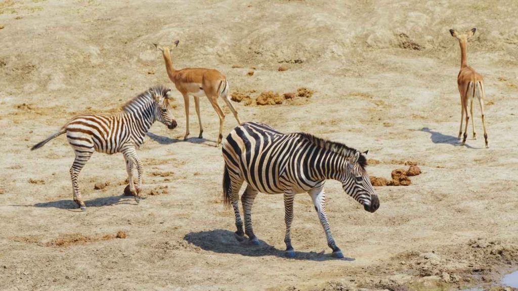 animais zebra