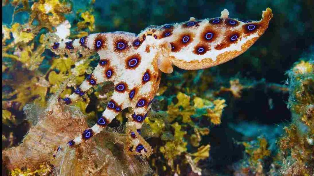 Animais mais perigosos do mundo-Polvo-de-Anéis-Azuis (Hapalochlaena)