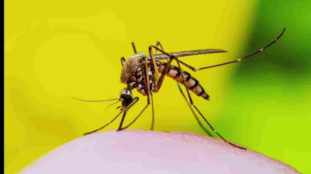 Animais mais perigosos do mundo- Mosquito (Anopheles