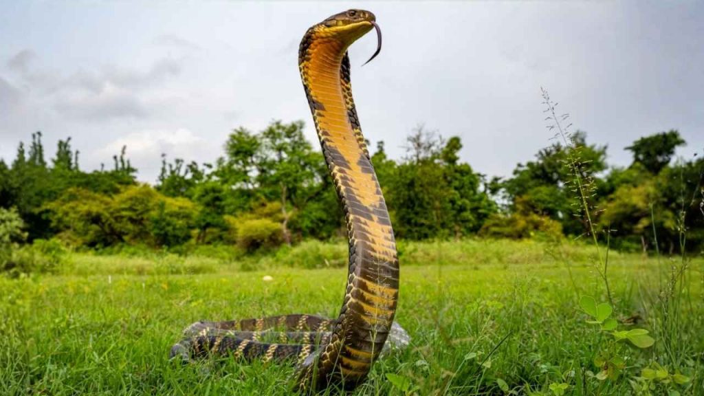 Animal mais perigosos do mundo- Cobra-Real (Ophiophagus hannah)