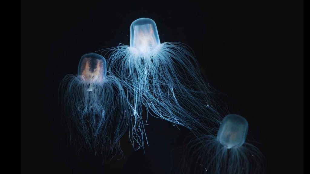 Animais mais perigosos do mundo-Vespa-do-Mar (Chironex fleckeri)