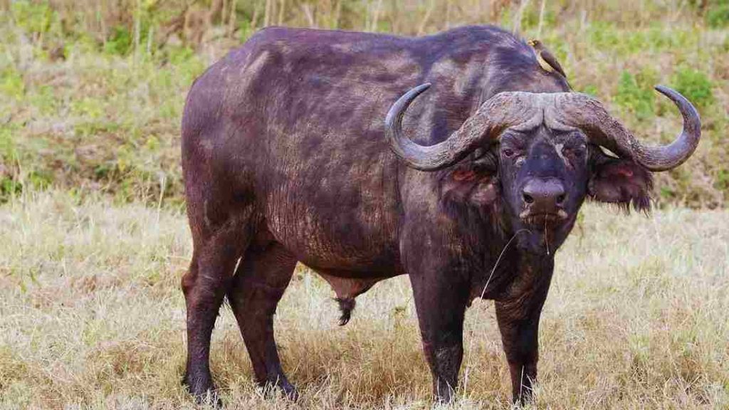 Búfalo-Africano (Syncerus caffer)