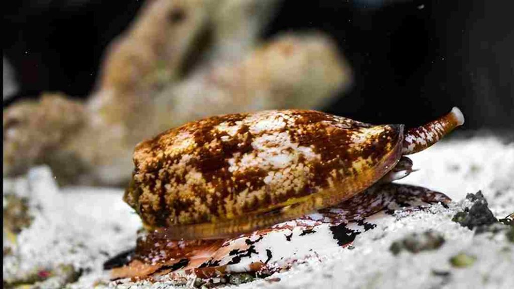 Animais mais perigosos do mundo- Caracol-Cone (Conus)