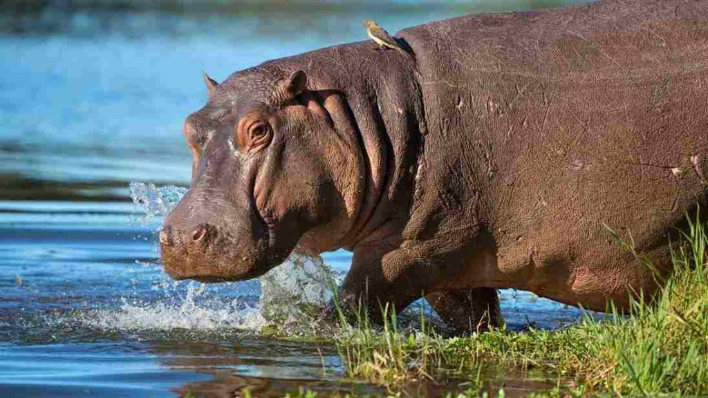 Animais com H Hipopótamo