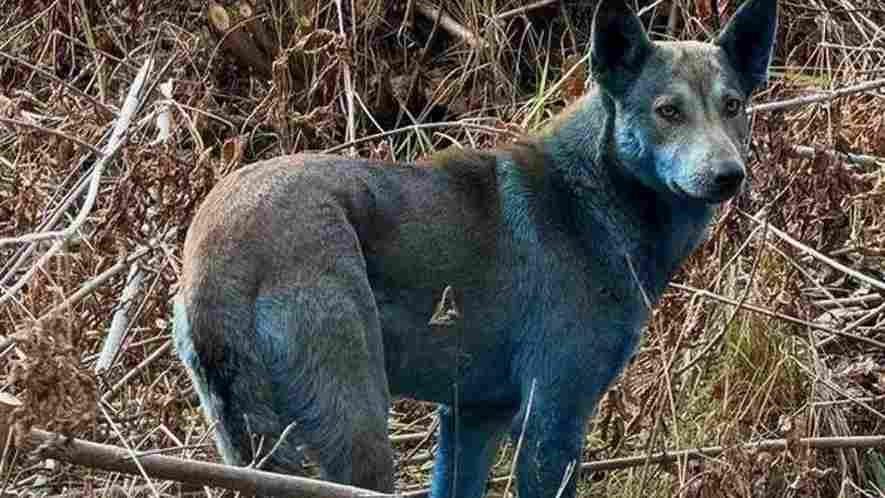40 anos após o desastre, cães de tom azulado aparecem em Chernobyl e levantam questões sobre adaptação extrema (1)