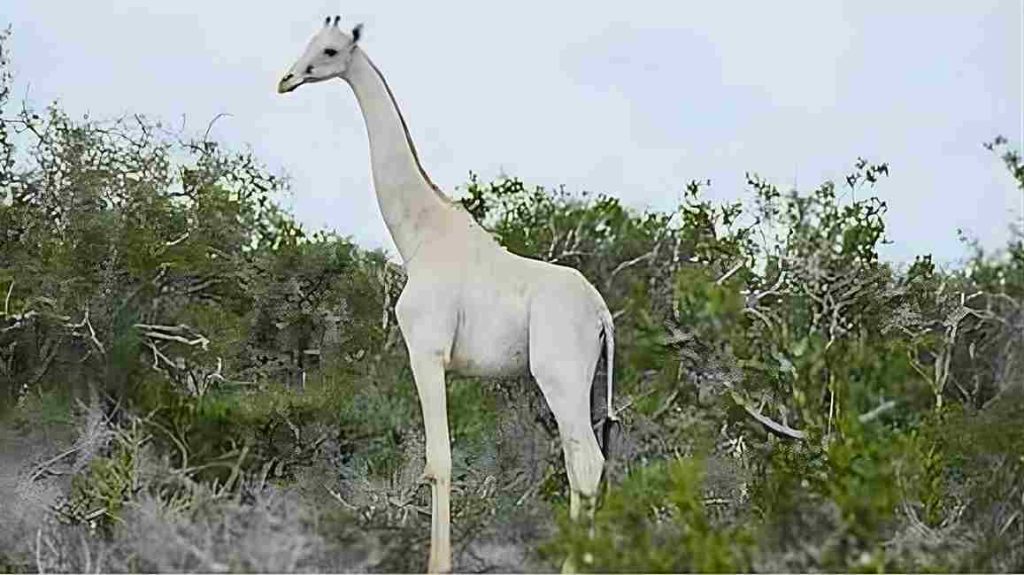 A última girafa branca conhecida vive sob vigilância contínua na África após ataques de caçadores que quase extinguiram a espécie (1)