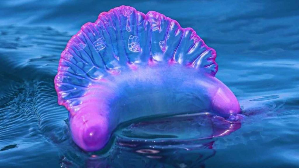 Caravela portuguesa parece um único animal mas é colônia complexa formada por organismos unidos em perfeita harmonia