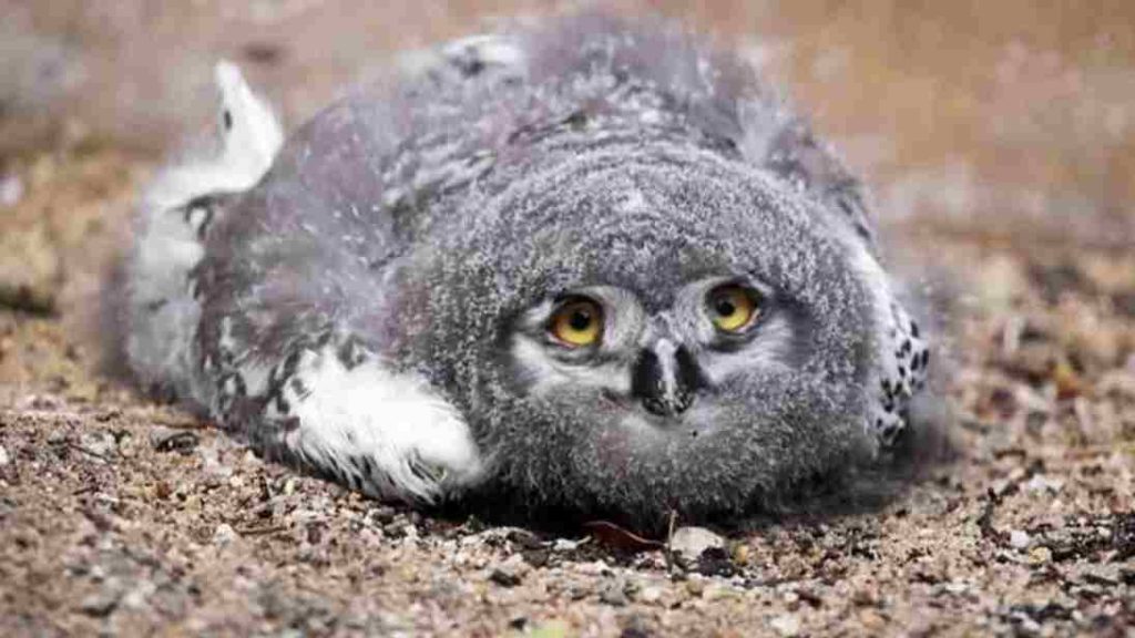 Dormindo deitados com a cabeça apoiada, filhotes de coruja revelam comportamento raro que mostra sua incrível fragilidade