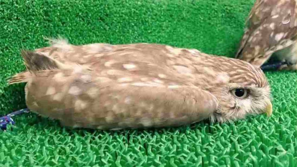 Dormindo deitados com a cabeça apoiada, filhotes de coruja revelam comportamento raro que mostra sua incrível fragilidade (2) (1)