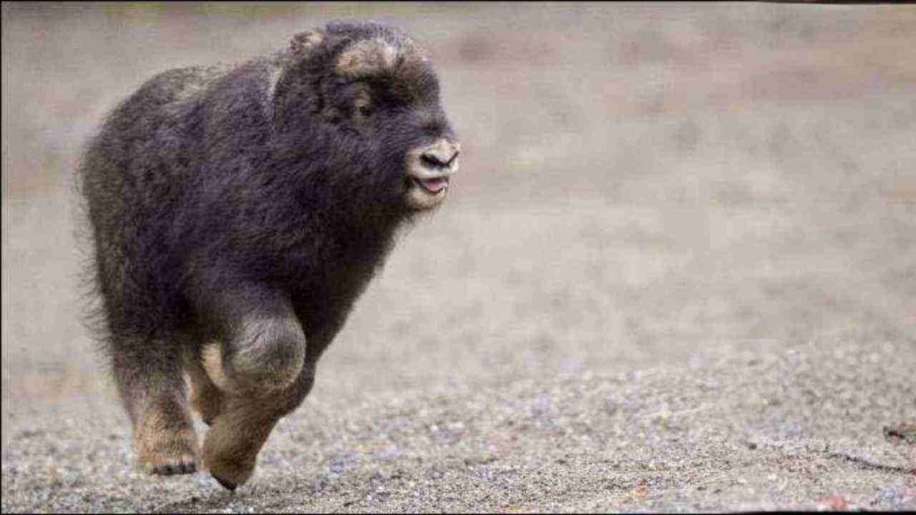 Filhote de boi almíscar aparece no Ártico tão fofinho que parece bolinha de pelos e conquista corações (1)