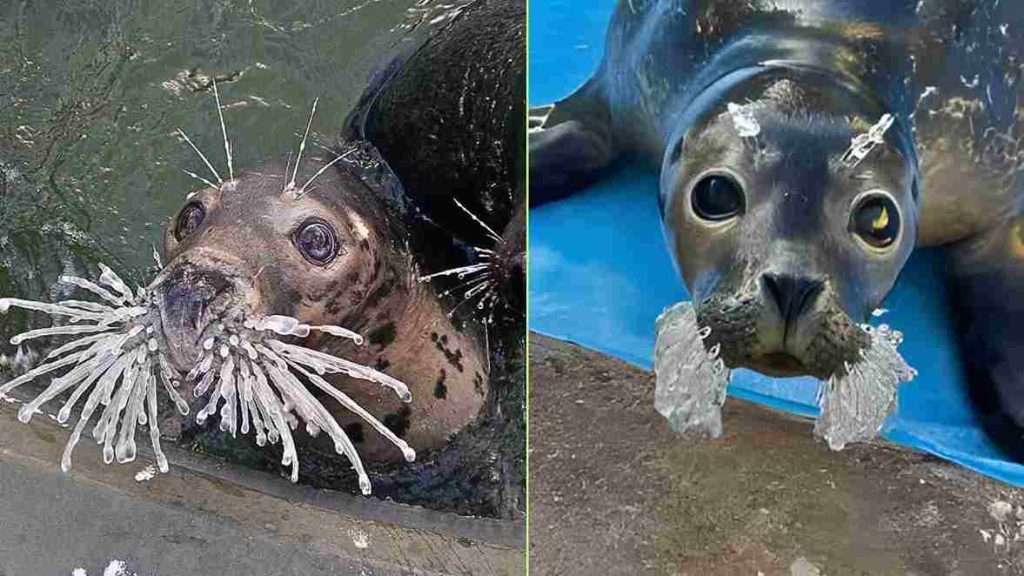 Focas da Noruega surpreendem ao aparecer com bigodes totalmente congelados durante o inverno mais extremo do Ártico