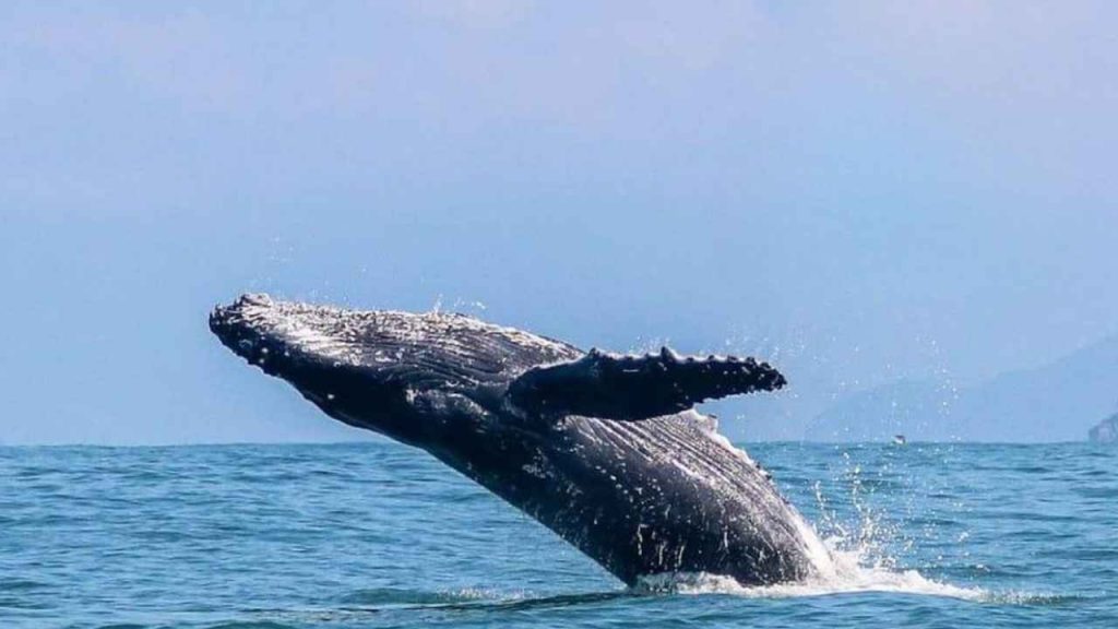 Fotógrafo captura salto gigantesco de baleia jubarte e eterniza uma das imagens mais impressionantes do oceano
