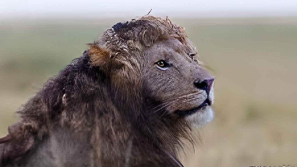 Fotógrafo registra leão com juba naturalmente cacheada em imagem rara que revela a beleza selvagem em sua forma mais pura