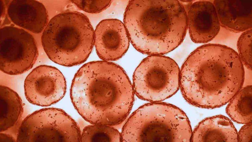 Jejum de 72 horas mostra sinais de renovar o sistema imunológico, sugere estudo