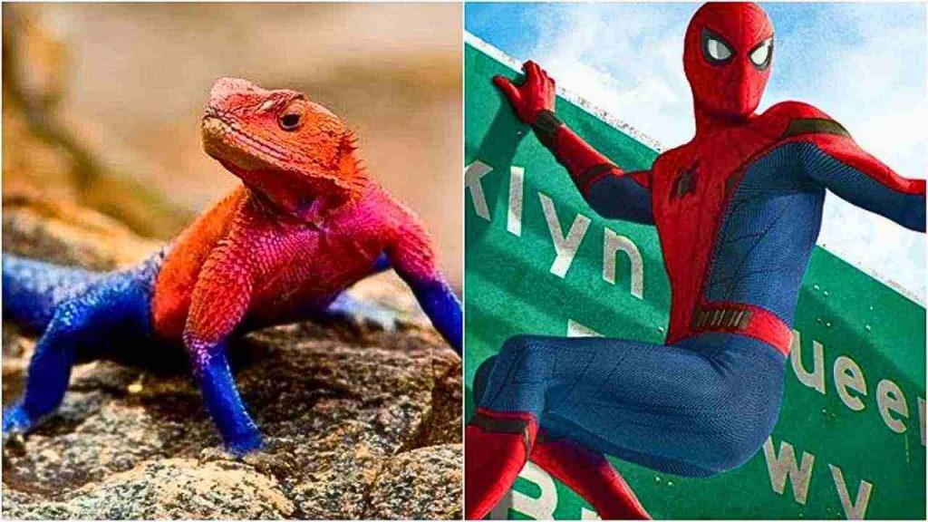Lagarto agama chama atenção por tons intensos que lembram o visual do Homem Aranha e encantam observadores curiosos (1)
