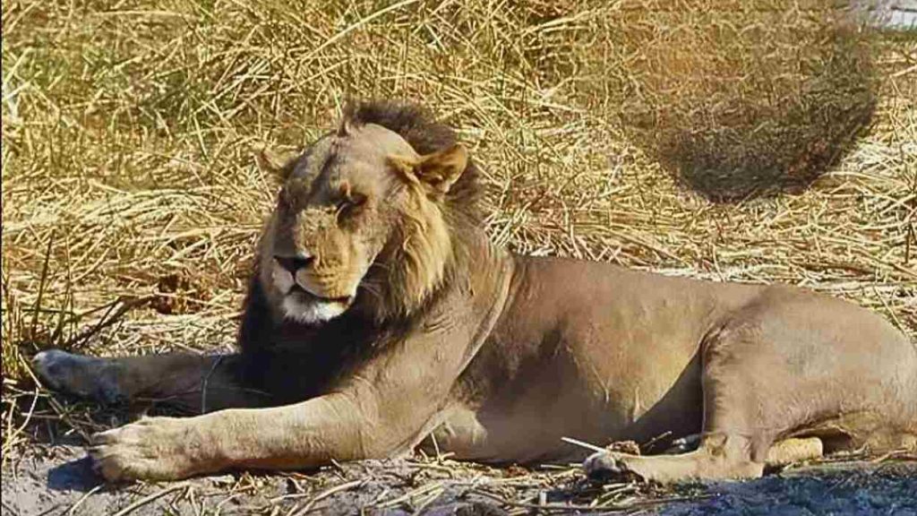 Leão com entradas na juba é registrado na África e cria uma cena inesperada que desperta forte curiosidade