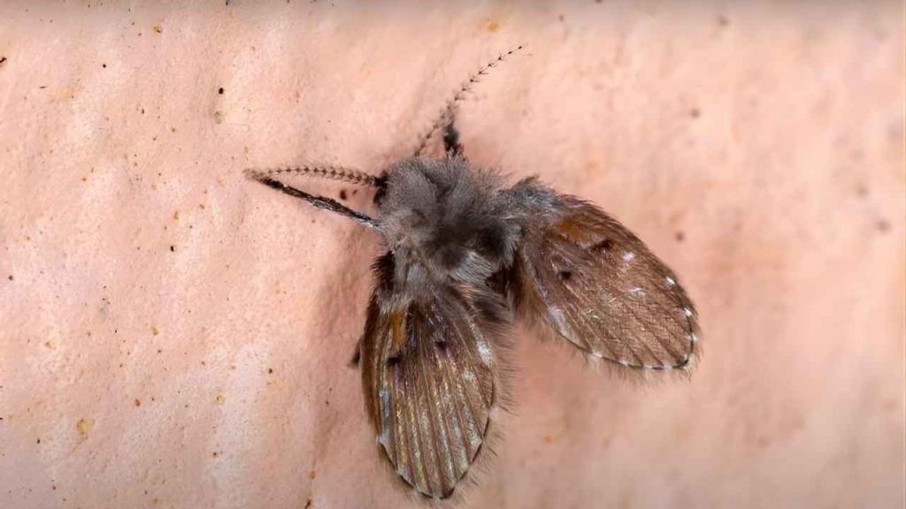 Mosquitinhos no banheiro podem revelar problema oculto na sua casa e indicar risco estrutural muito mais sério
