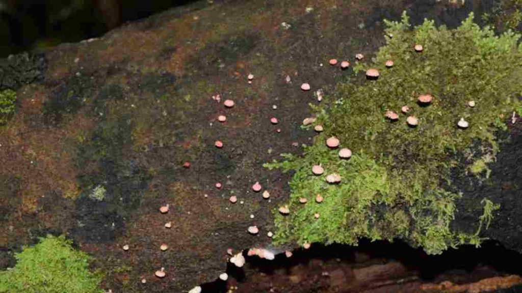 Mycena roseoflava, o cogumelo que parece mágico e transforma a floresta em um mundo enc (1)