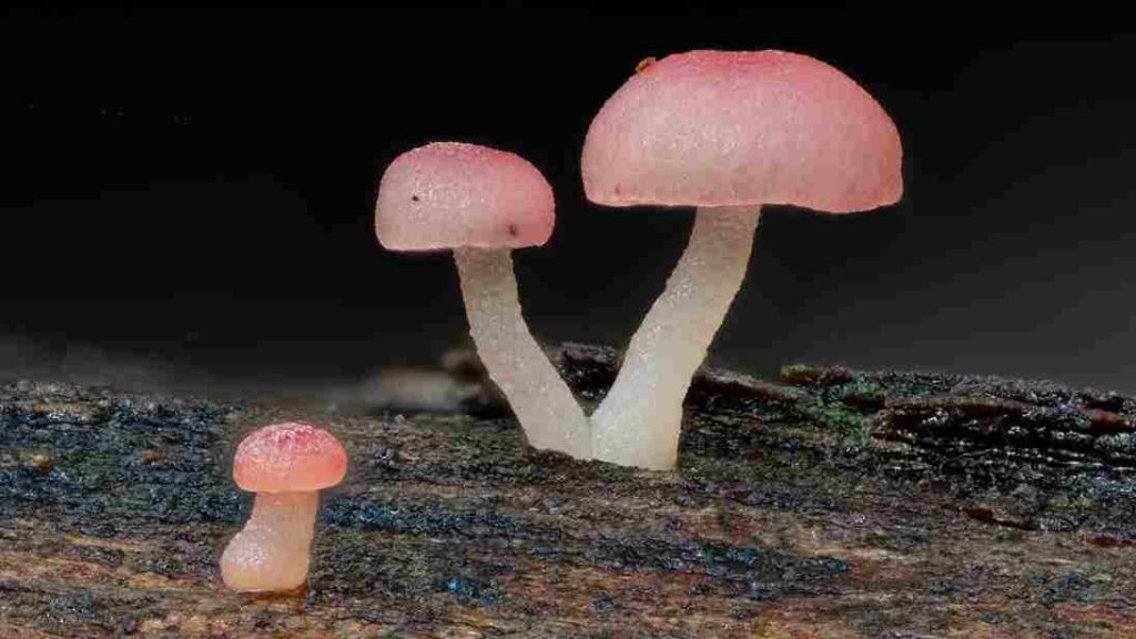 Mycena roseoflava, o cogumelo que parece mágico e transforma a floresta em um mundo enc (2)