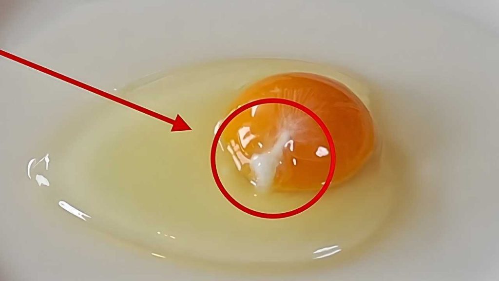 O fio branco do ovo esconde uma função inesperada que muita gente interpreta errado há décadas sem perceber (1)