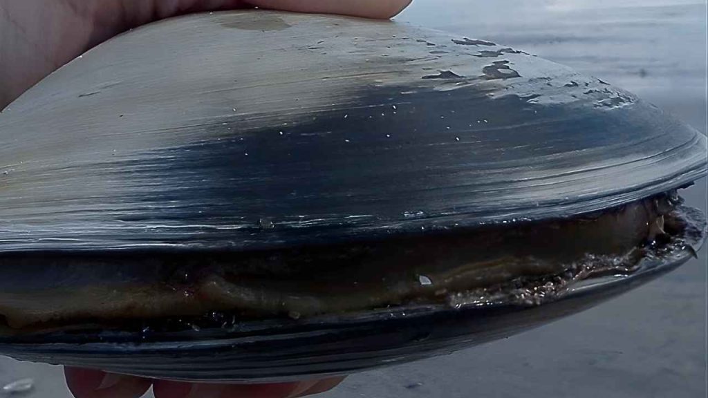 Molusco de 507 anos morre após cientistas abrirem concha para confirmar idade histórica