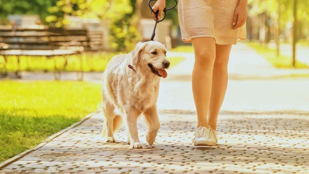 Pesquisas apontam que cães levados para passear diariamente vivem mais e apresentam melhor equilíbrio emocional geral