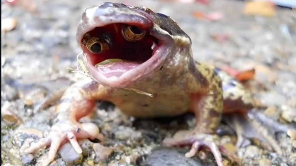 Rã com mutação rara desenvolve olhos dentro da boca e intriga cientistas ao desafiar nosso entendimento biológico (2)
