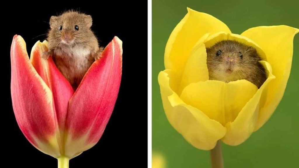Ratos do campo escalam flores com agilidade e rendem cenas que parecem saídas de um conto