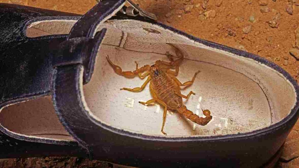 Saiba como descobrir se tem escorpião amarelo em casa, segundo biólogo (1)