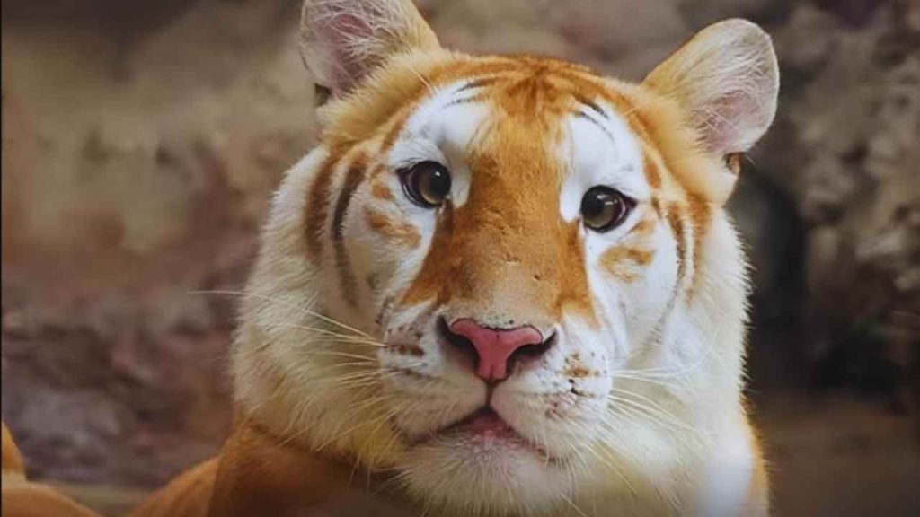 Tigre de olhos incrivelmente doces surge em santuário tailandês e transforma a imagem selvagem em rara delicadeza