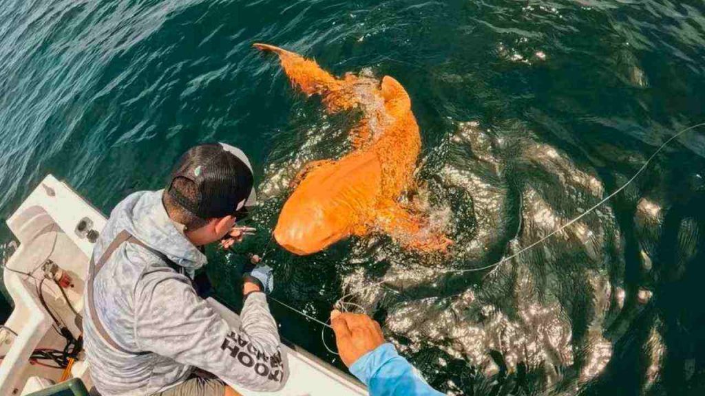 Tubarão lixa laranja surpreende cientistas na Costa Rica com coloração jamais vista em tubarões