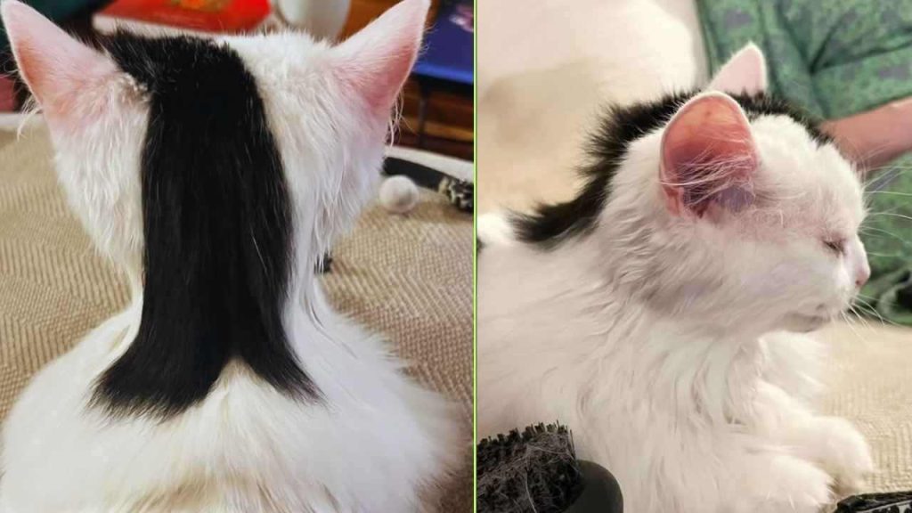 Gatinho nasce com mullet natural e conquista a internet com um visual irresistível que parece feito por um cabeleireiro