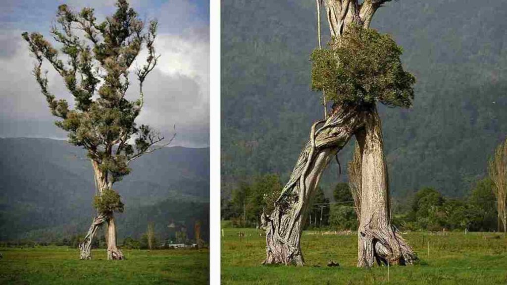 Árvore solitária na Nova Zelândia