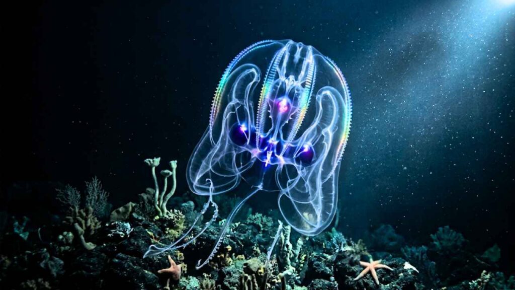 Criatura marinha transparente e gelatinosa com linhas coloridas brilhantes que imitam as cores do arco-íris, flutuando no fundo do oceano escuro próximo a corais.