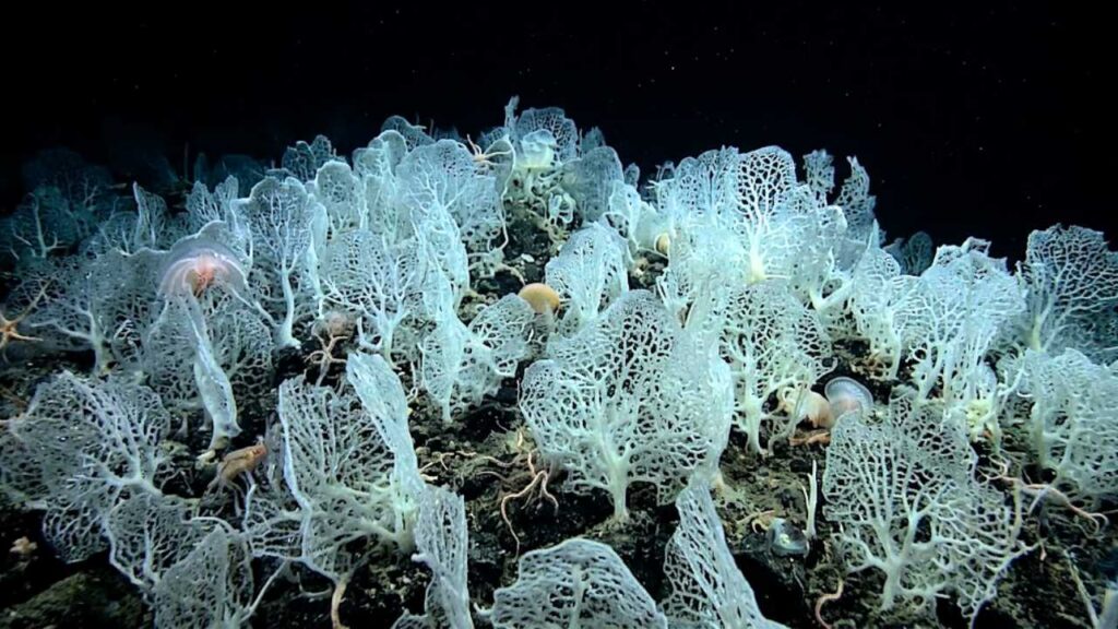 Close-up de uma colônia densa de esponjas de vidro brancas e intrincadas, parecendo rendas delicadas, espalhadas sobre o solo rochoso e escuro do oceano profundo.