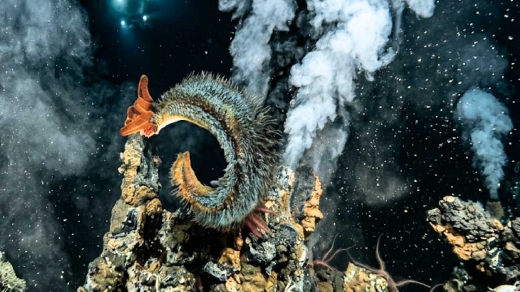 Uma criatura espessa e peluda, semelhante ao verme de Pompeia (Alvinella pompejana), vive sobre rochas escuras próximas a fontes hidrotermais que liberam fumaça branca nas profundezas extremas do Oceano Pacífico, com luzes de um submersível ao fundo.