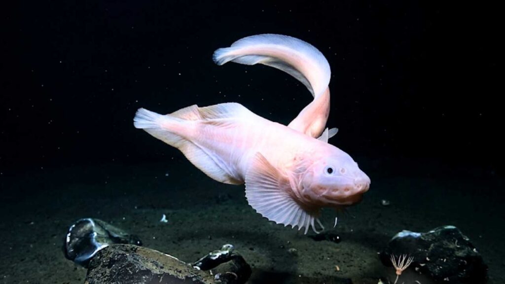 O peixe que desafia o impossível! Conheça o peixe-caracol hadal, a criatura impressionante que sobrevive à pressão esmagadora do fundo da Fossa das Marianas