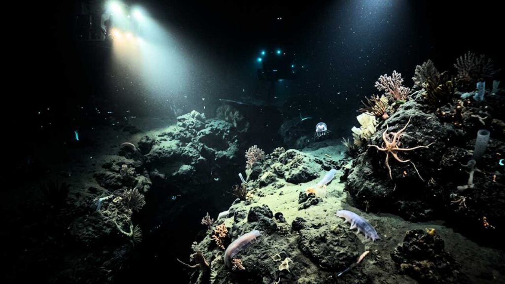 Dois submersíveis iluminam uma fenda no fundo do mar escuro, revelando um ecossistema com corais, estrelas-do-mar e pepinos-do-mar sobre as formações rochosas.